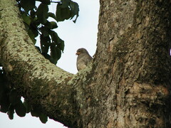 Kaupifalco monogrammicus