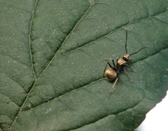 Myrma