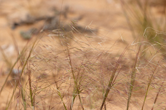 Austrostipa scabra
