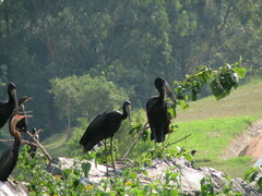 Anastomus lamelligerus