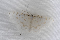 Hydrelia albifera