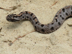 Sistrurus miliarius streckeri