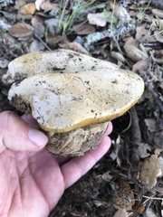Caloboletus marshii