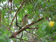 Turdus pelios