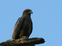 Milvus migrans