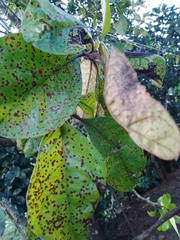 Byrsonima crassifolia