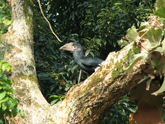 Bycanistes subcylindricus