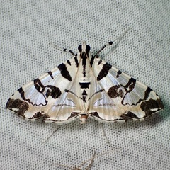 Conchylodes salamisalis