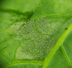 Peronospora chenopodii
