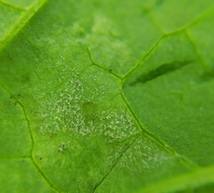 Peronospora chenopodii