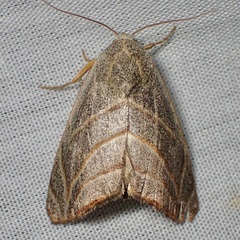 Bagisara laverna