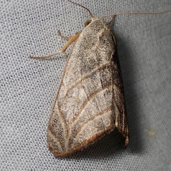 Bagisara laverna