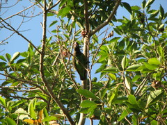 Poicephalus meyeri