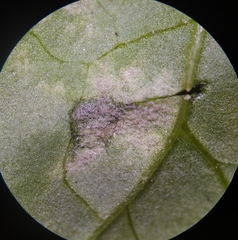 Peronospora chenopodii