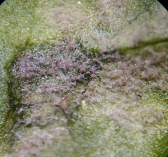 Peronospora chenopodii