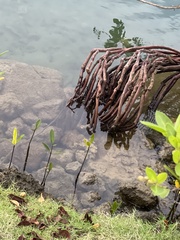 Rhizophora mangle