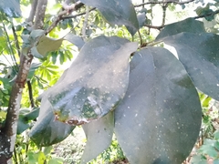 Persea americana