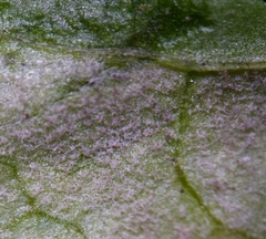 Peronospora chenopodii