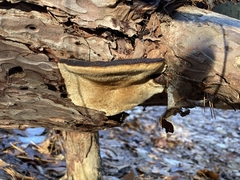 Ischnoderma benzoinum