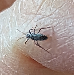 Tuberolachnus salignus