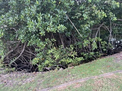Rhizophora mangle