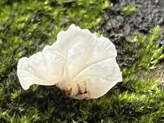 Tremella fuciformis