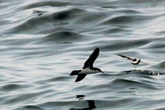 Puffinus lherminieri