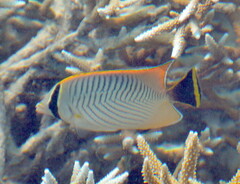 Chaetodon trifascialis