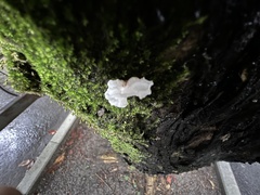 Tremella fuciformis