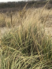 Ammophila breviligulata