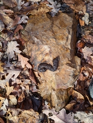 Urocyon cinereoargenteus