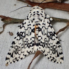 Arctioptera cavillator