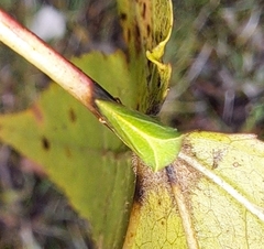 Spissistilus festinus