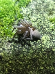 Gnaphosidae