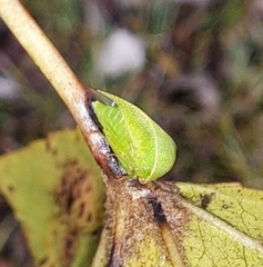 Spissistilus festinus