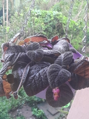 Episcia