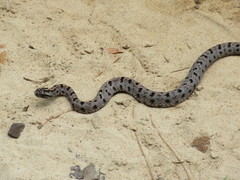 Sistrurus miliarius streckeri