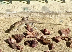 Pholidoscelis exsul