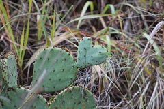 Opuntia gilvescens