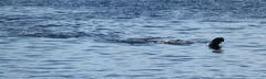 Otariidae