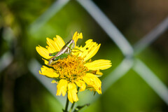 Paraidemona