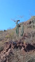 Stenocereus thurberi