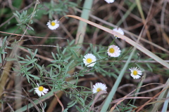 Erigeron modestus