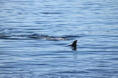 Otariidae