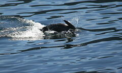 Otariidae