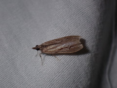 Eudonia bisinualis