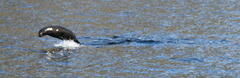 Otariidae