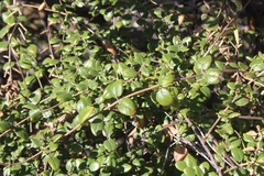 Lonicera subspicata denudata