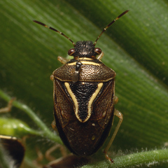 Mormidea lugens