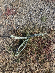 Hesperocallis undulata